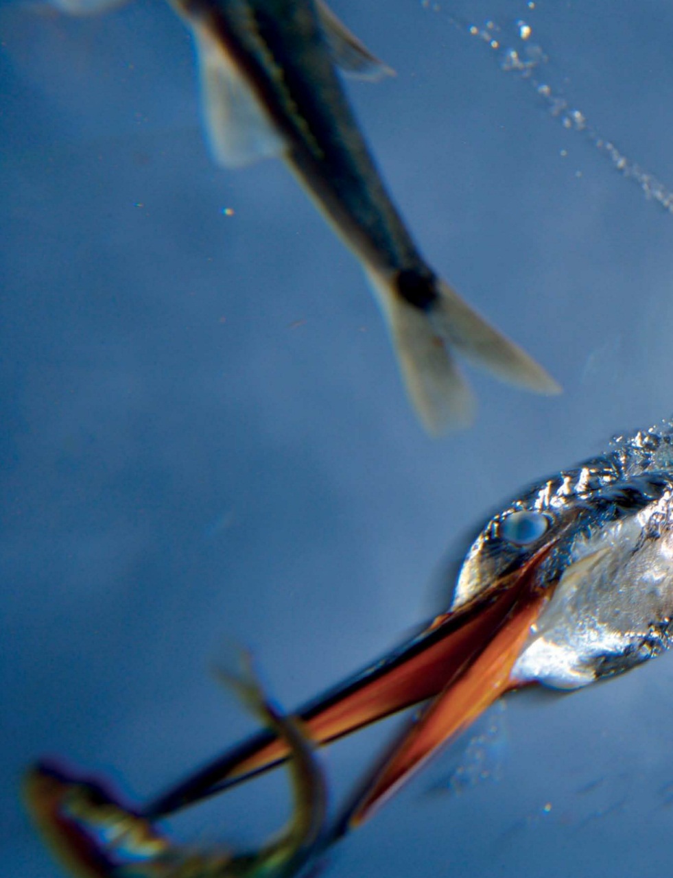 Outdoor Photography Preview Pages