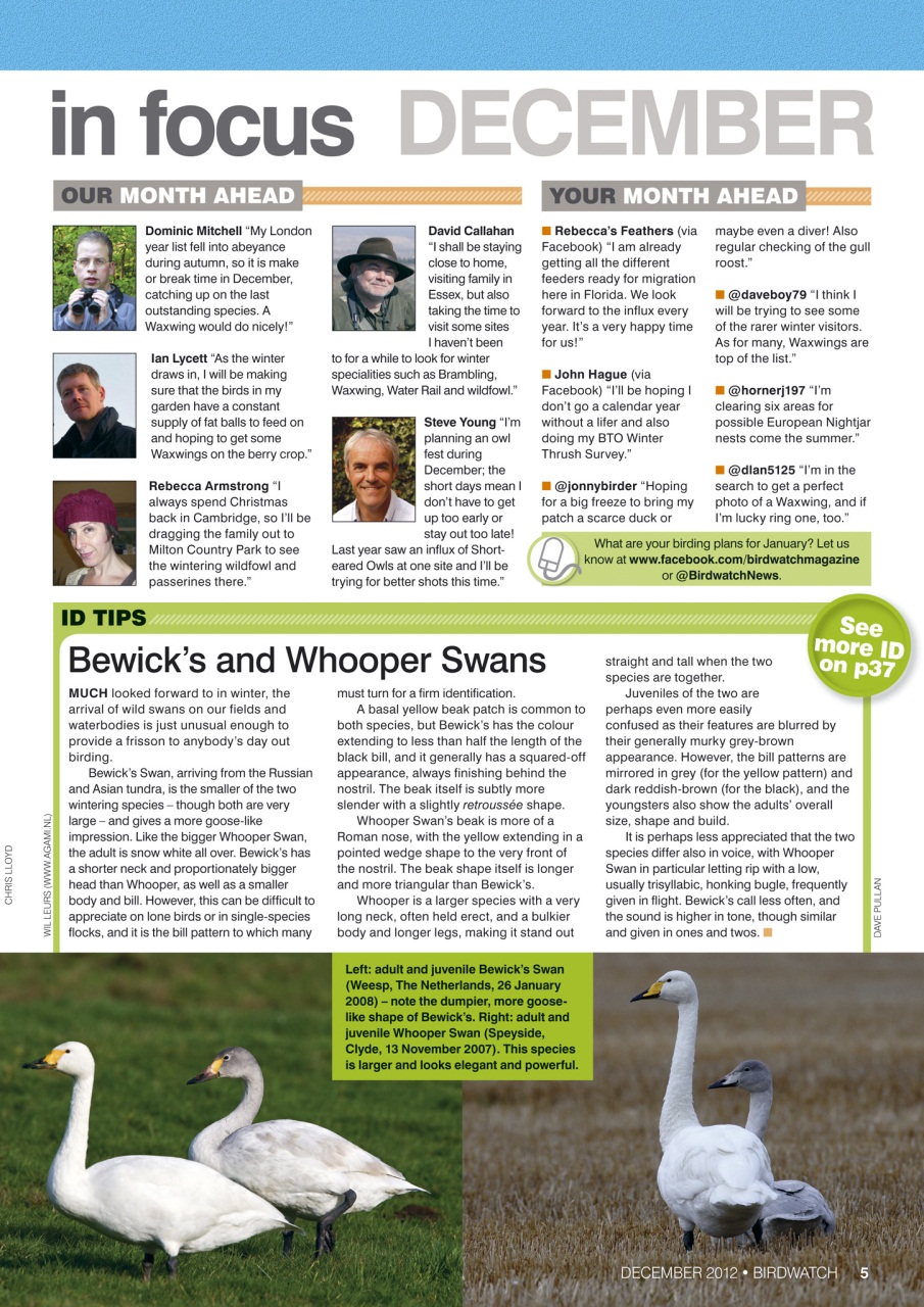 Birdwatch Magazine Preview Pages