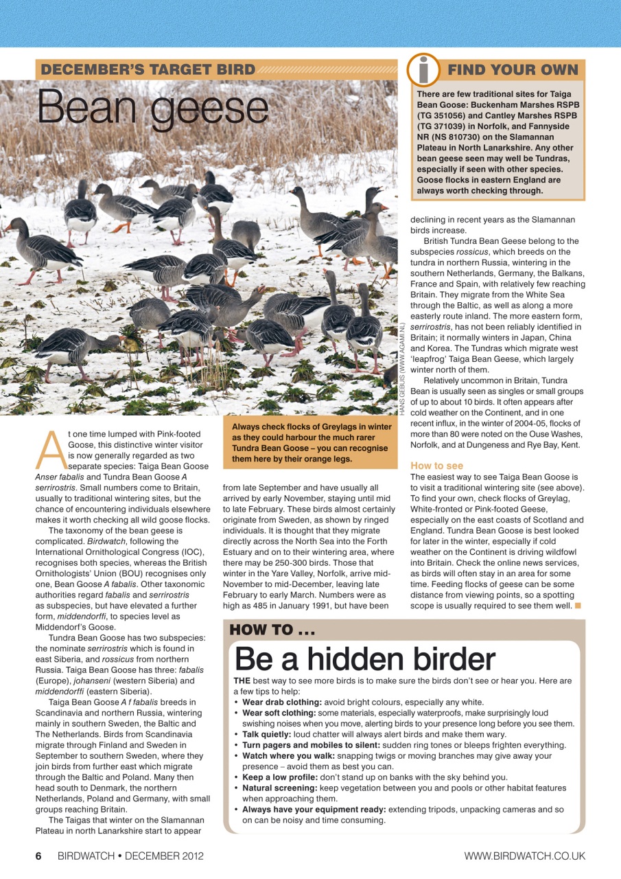 Birdwatch Magazine Preview Pages
