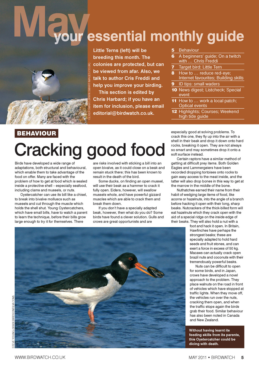 Birdwatch Magazine Preview Pages