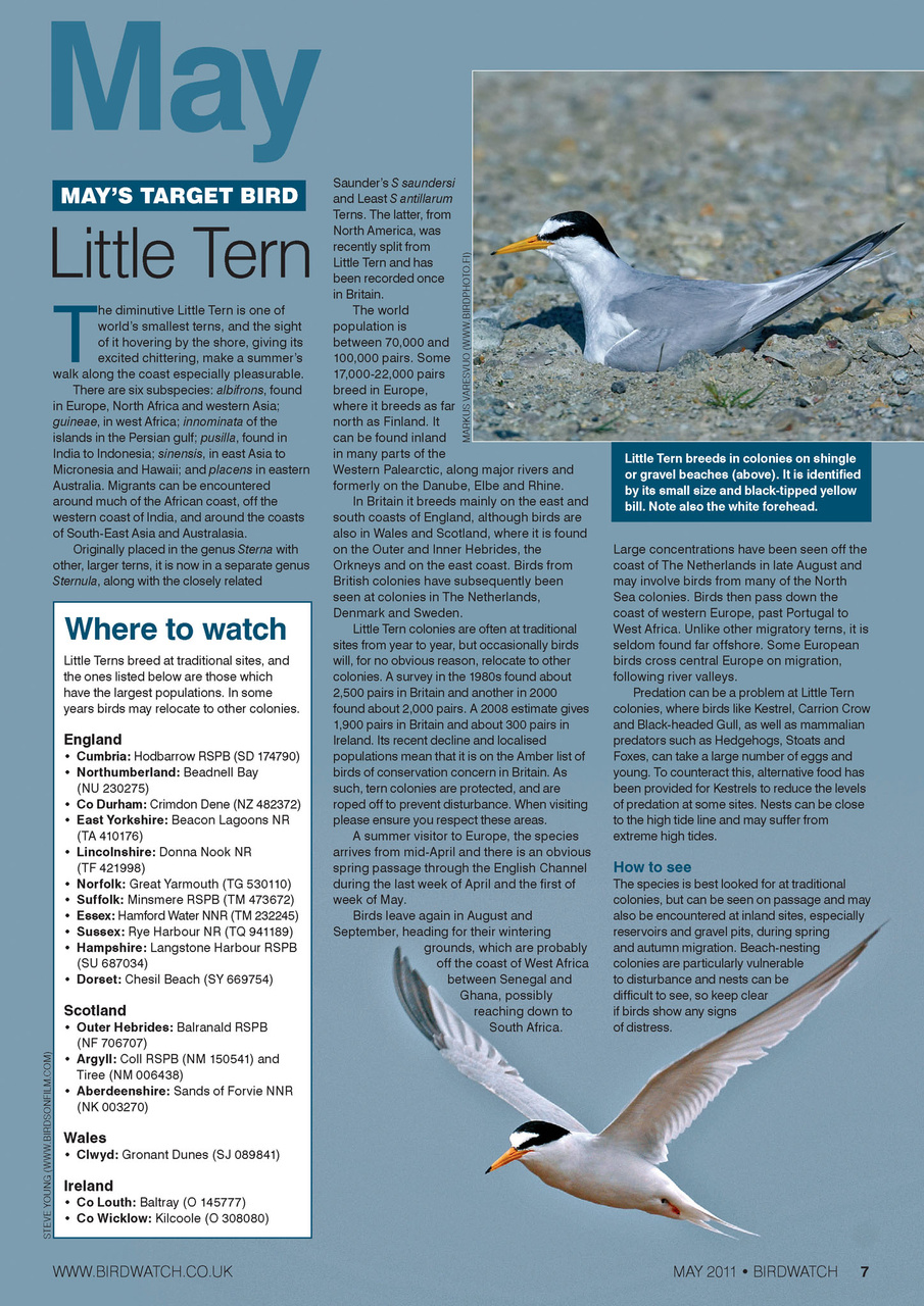Birdwatch Magazine Preview Pages