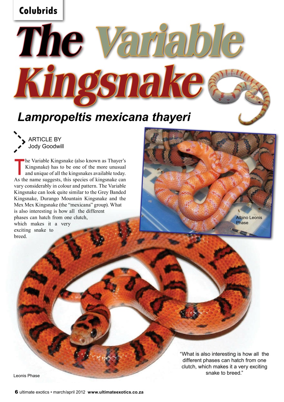 Ultimate Exotics Preview Pages