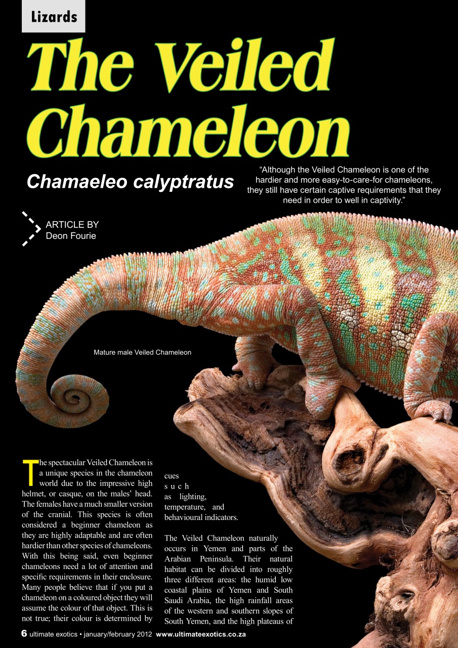 Ultimate Exotics Preview Pages