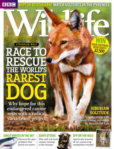 BBC Wildlife Magazine issue December 2012