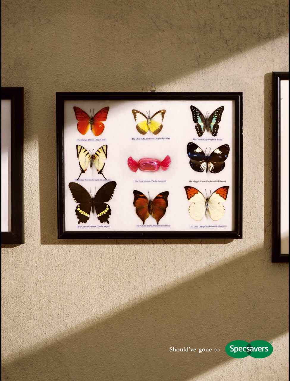 BBC Wildlife Magazine Preview Pages