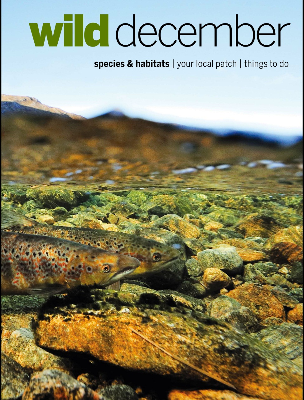 BBC Wildlife Magazine Preview Pages