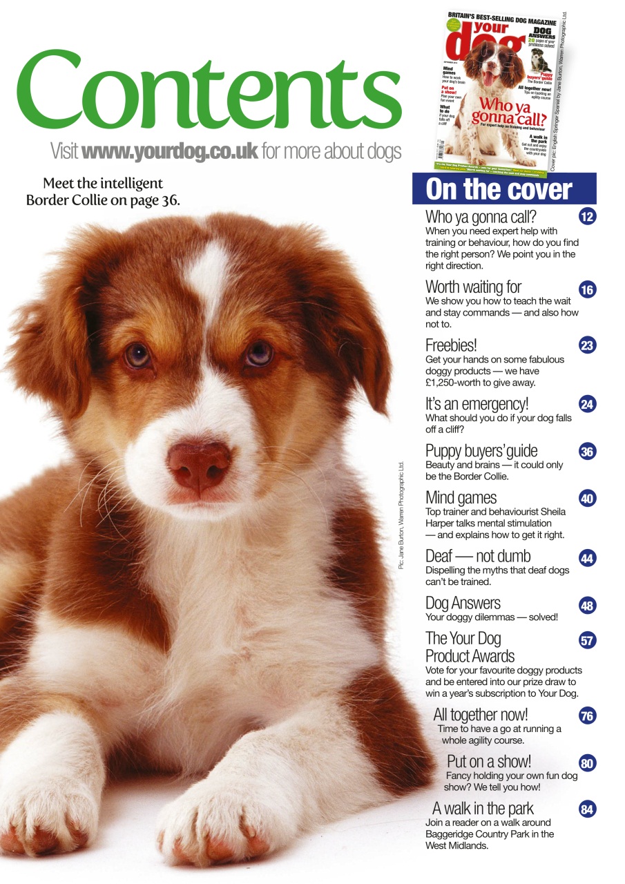 Your Dog Preview Pages