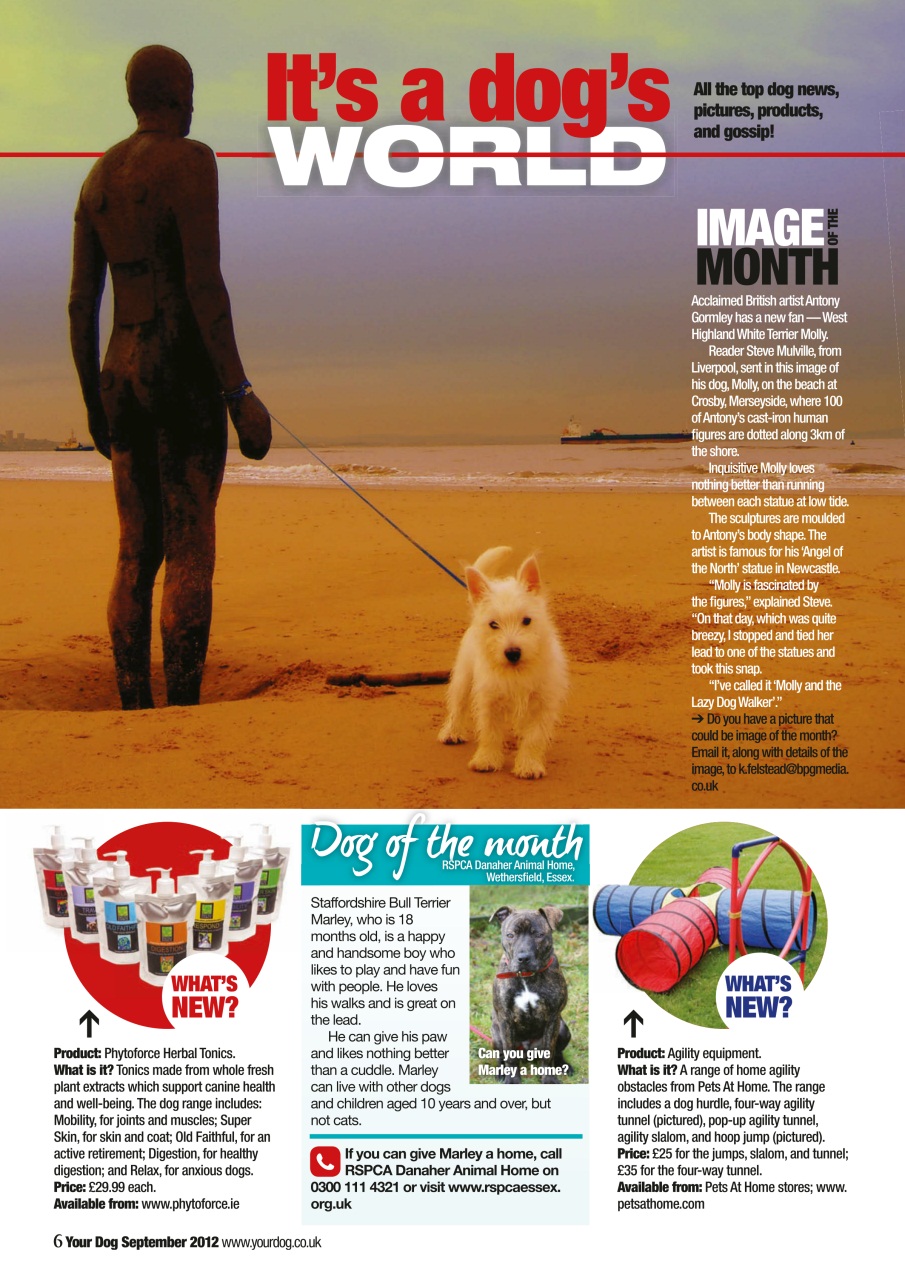 Your Dog Preview Pages