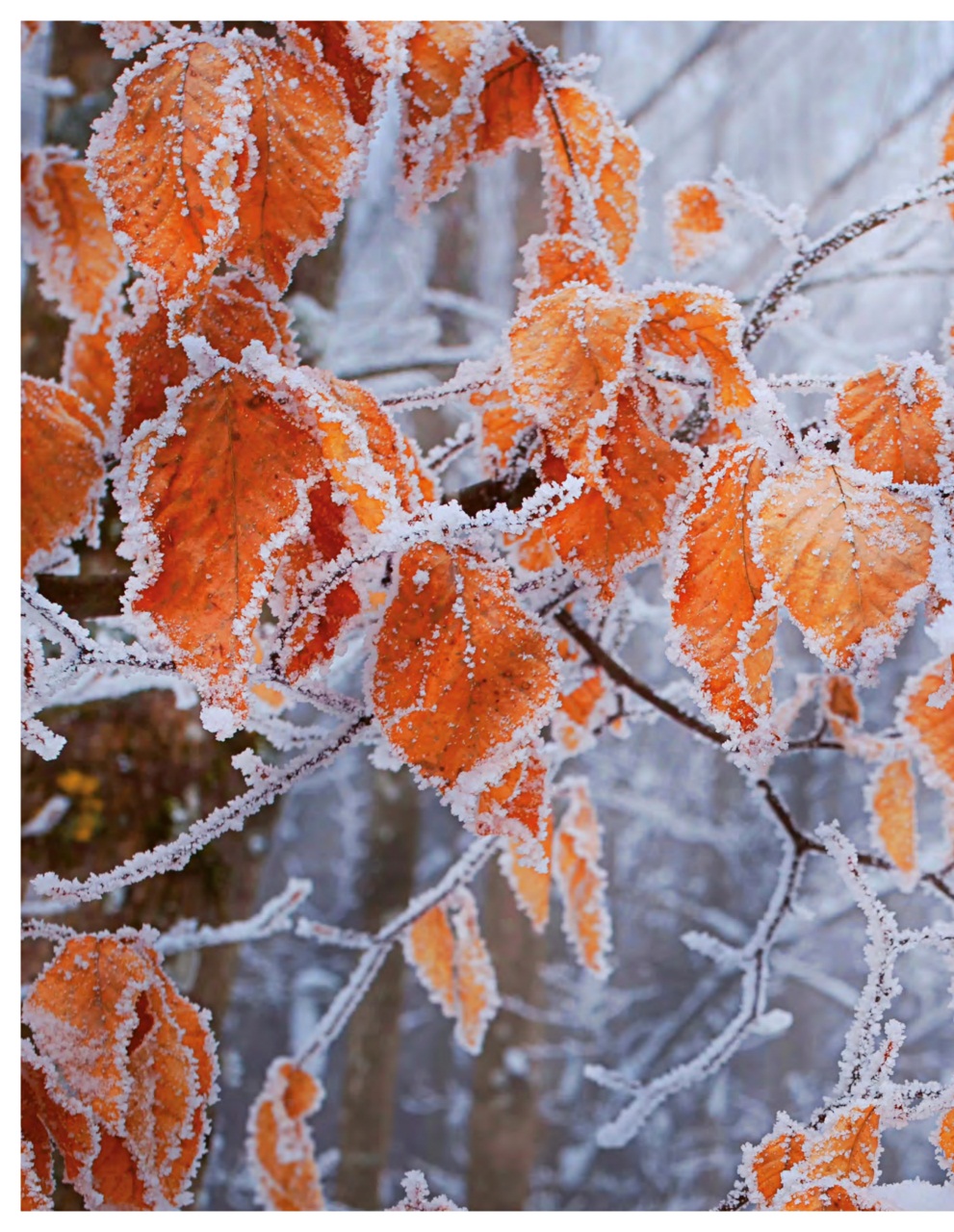 Handmade Living Preview Pages