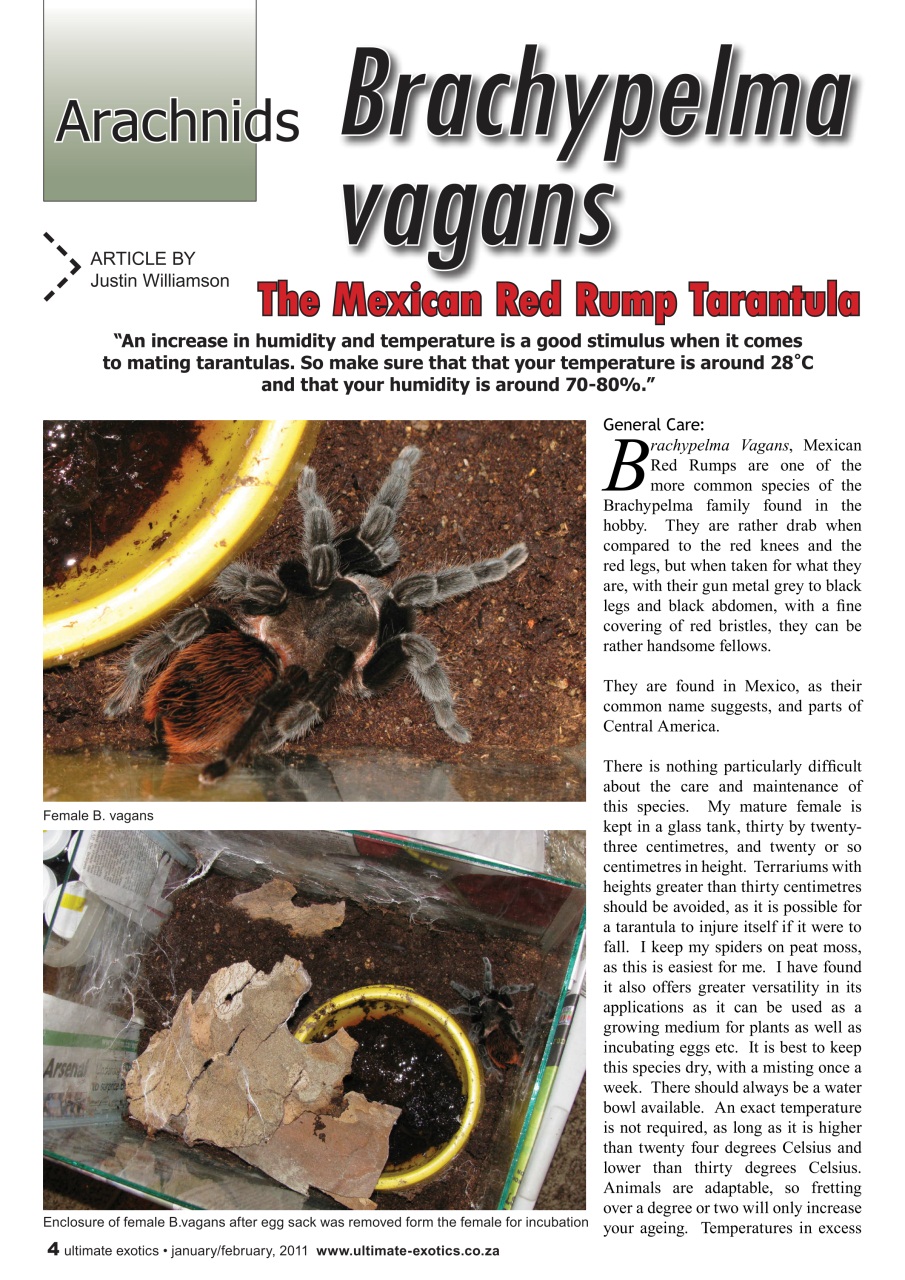 Ultimate Exotics Preview Pages