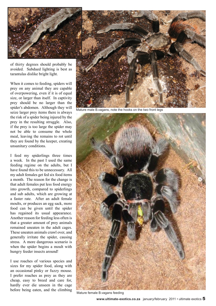 Ultimate Exotics Preview Pages