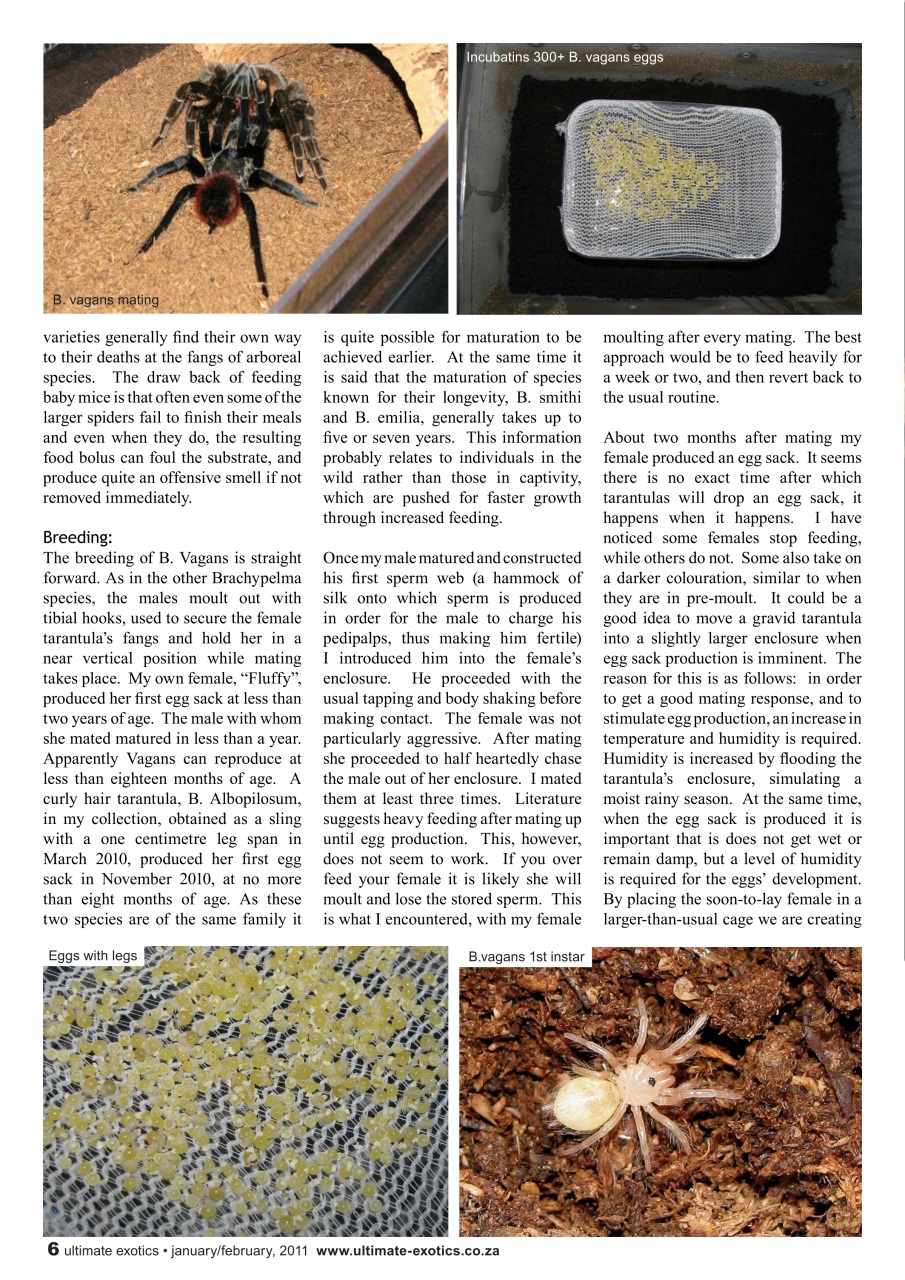 Ultimate Exotics Preview Pages