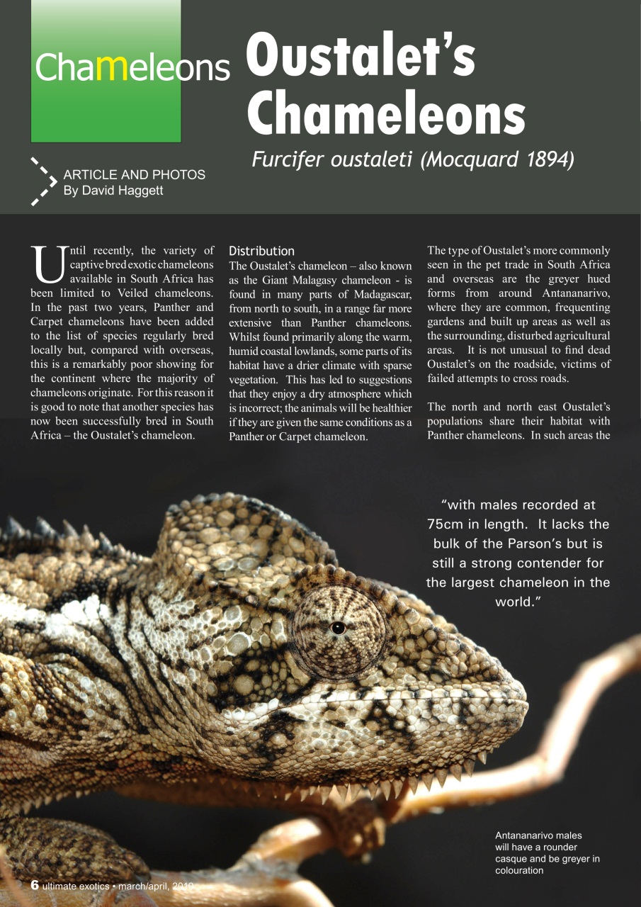 Ultimate Exotics Preview Pages