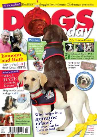 Dogs Today Magazine issue January 2013