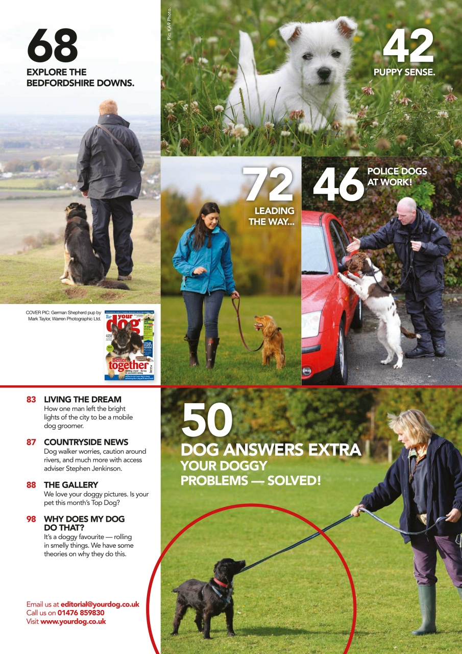 Your Dog Preview Pages