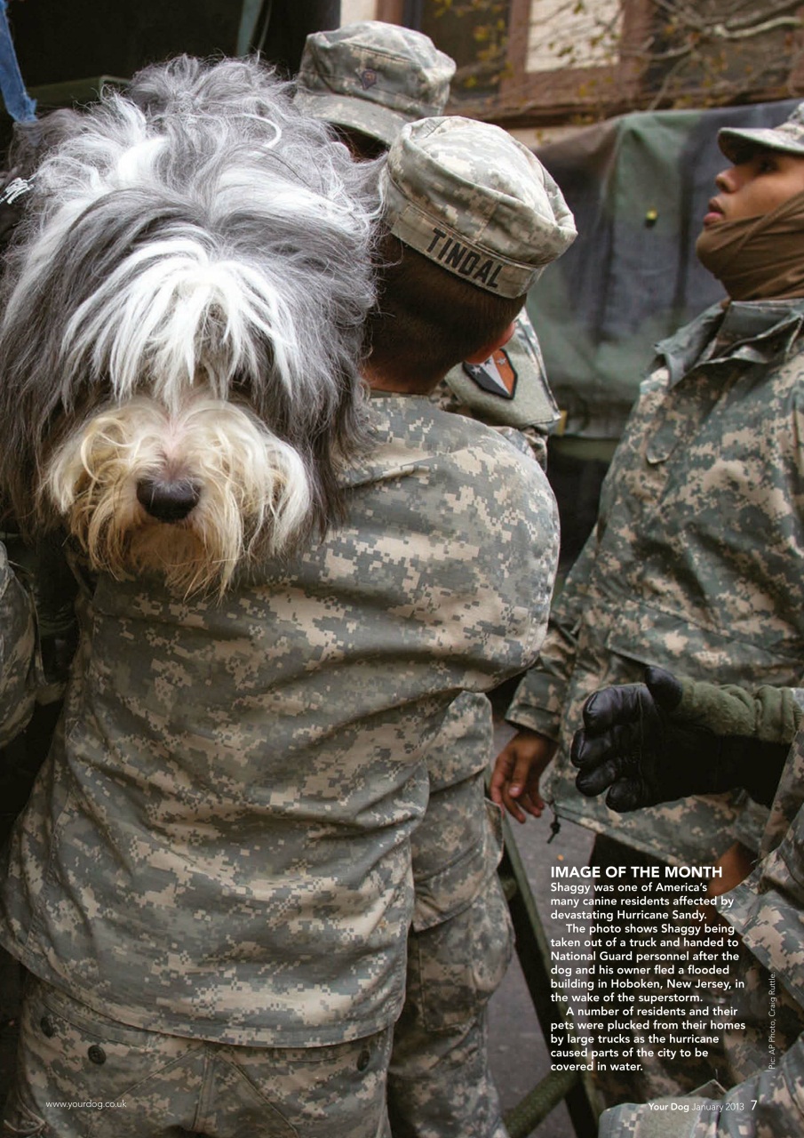 Your Dog Preview Pages