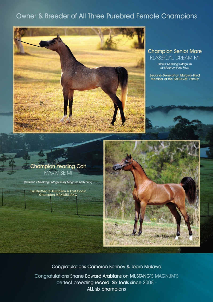 Australian Arabian Horse News Preview Pages