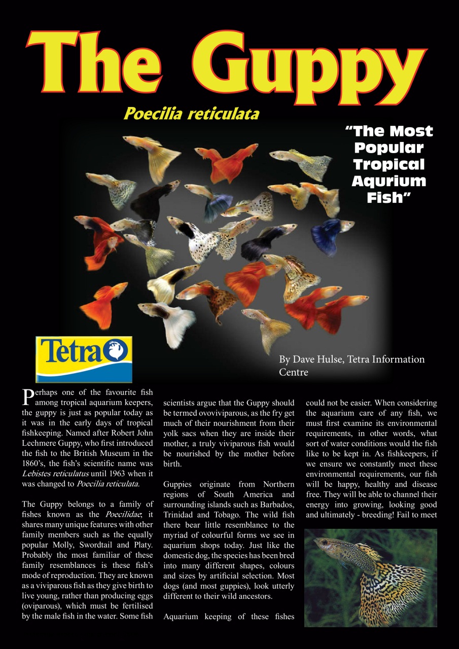 Ultimate Exotics Preview Pages