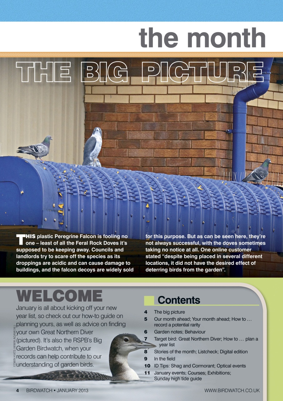 Birdwatch Magazine Preview Pages