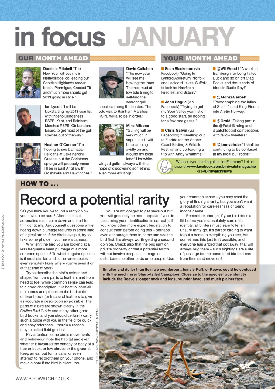 Birdwatch Magazine Preview Pages