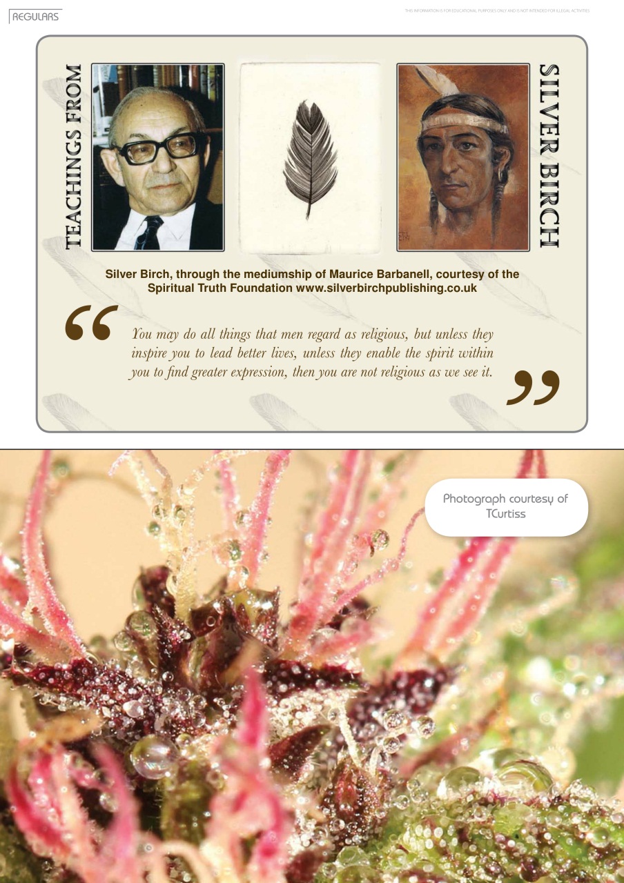 Weed World Preview Pages