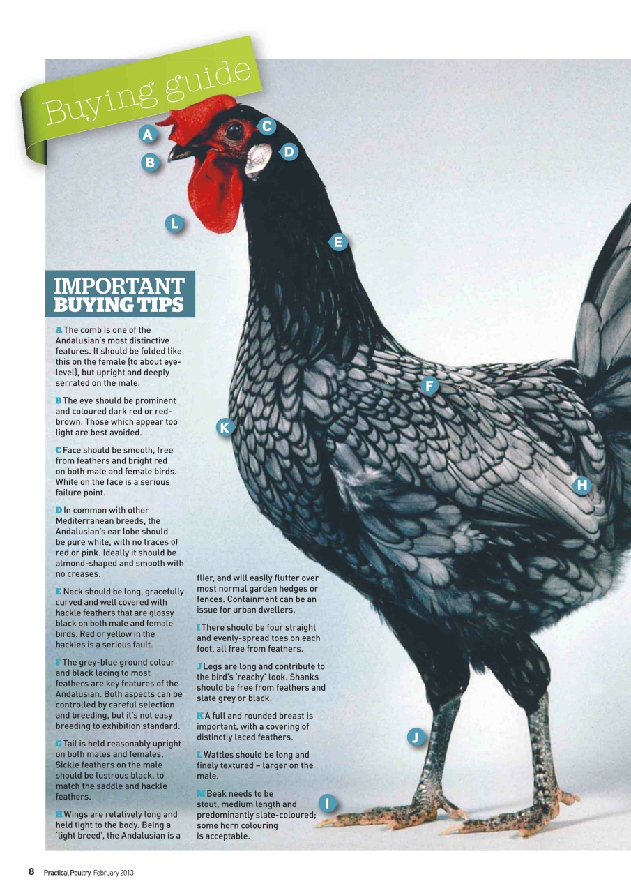 Practical Poultry Preview Pages