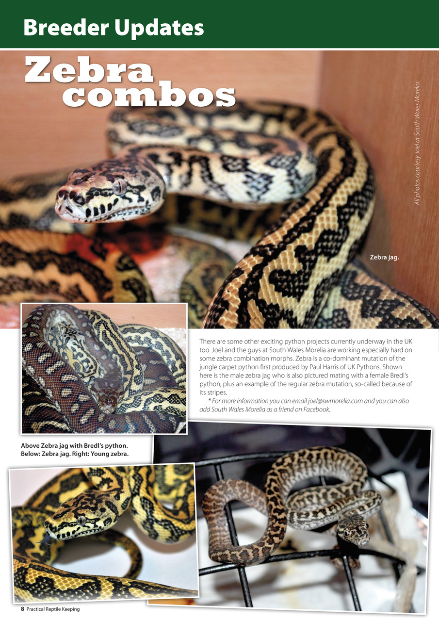 Practical Reptile Keeping Preview Pages