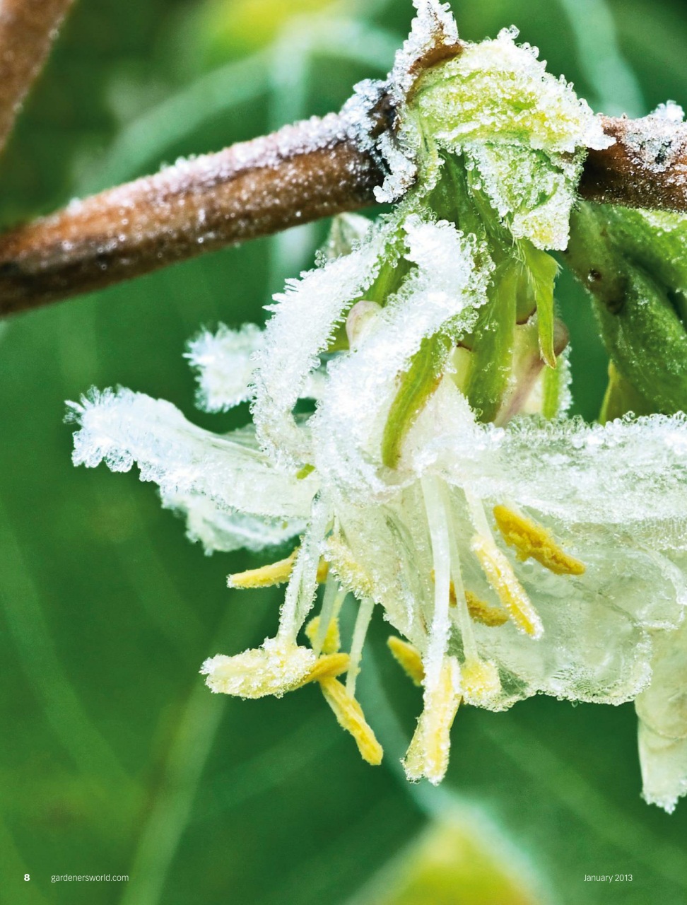 BBC Gardeners’ World Magazine Preview Pages