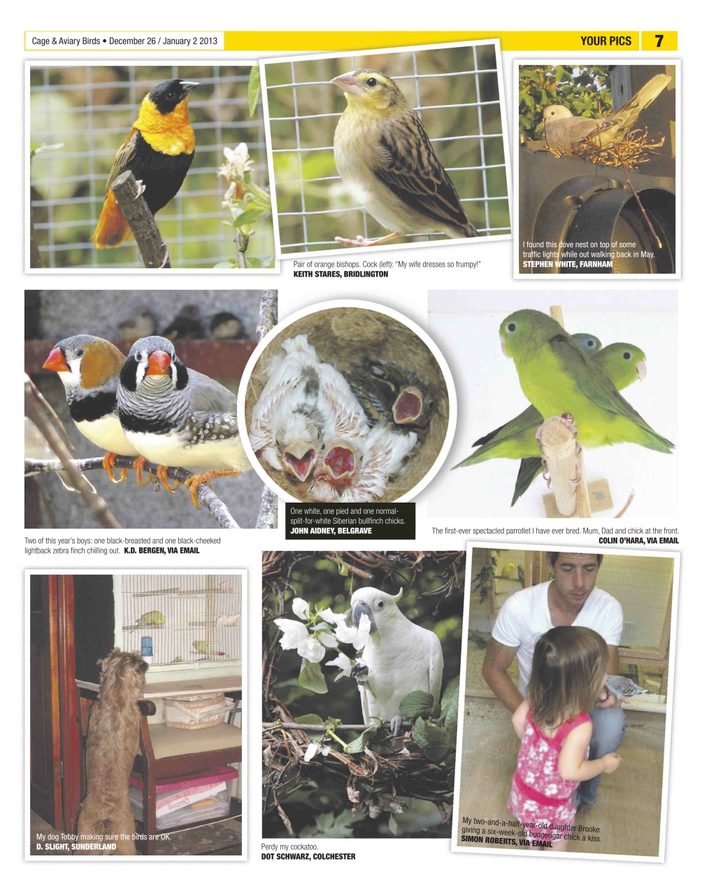 Cage & Aviary Birds Preview Pages