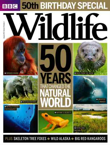BBC Wildlife Magazine issue January 2013