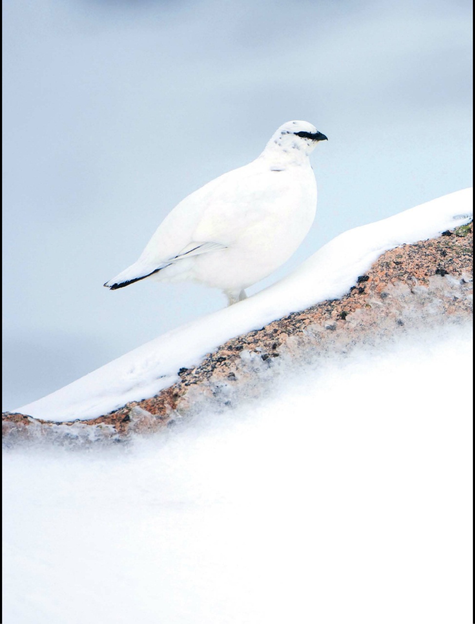 BBC Wildlife Magazine Preview Pages