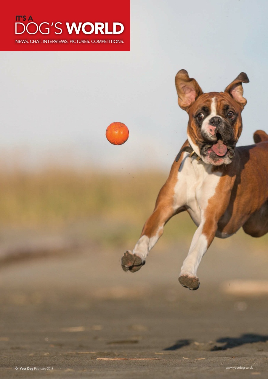 Your Dog Preview Pages