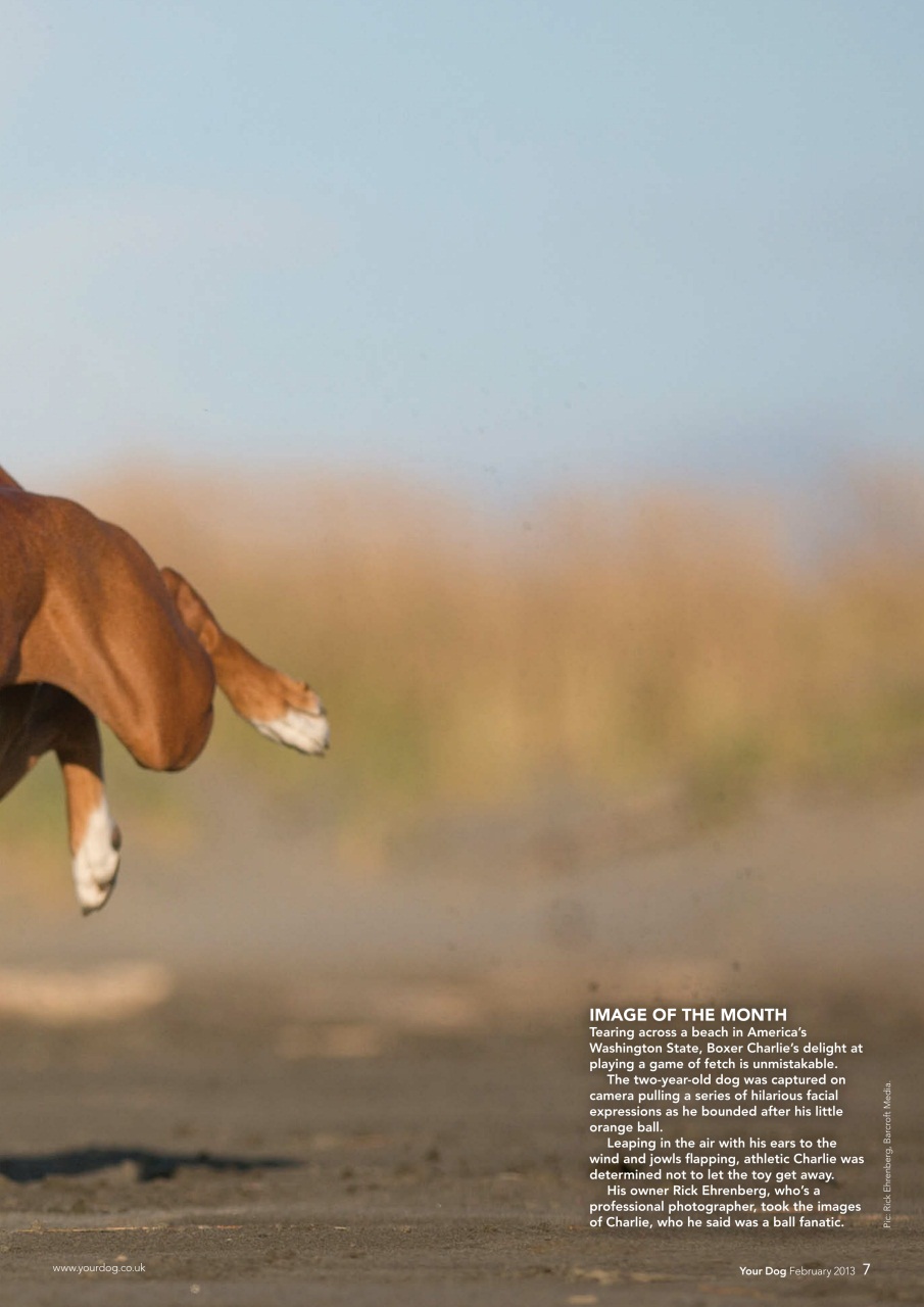 Your Dog Preview Pages