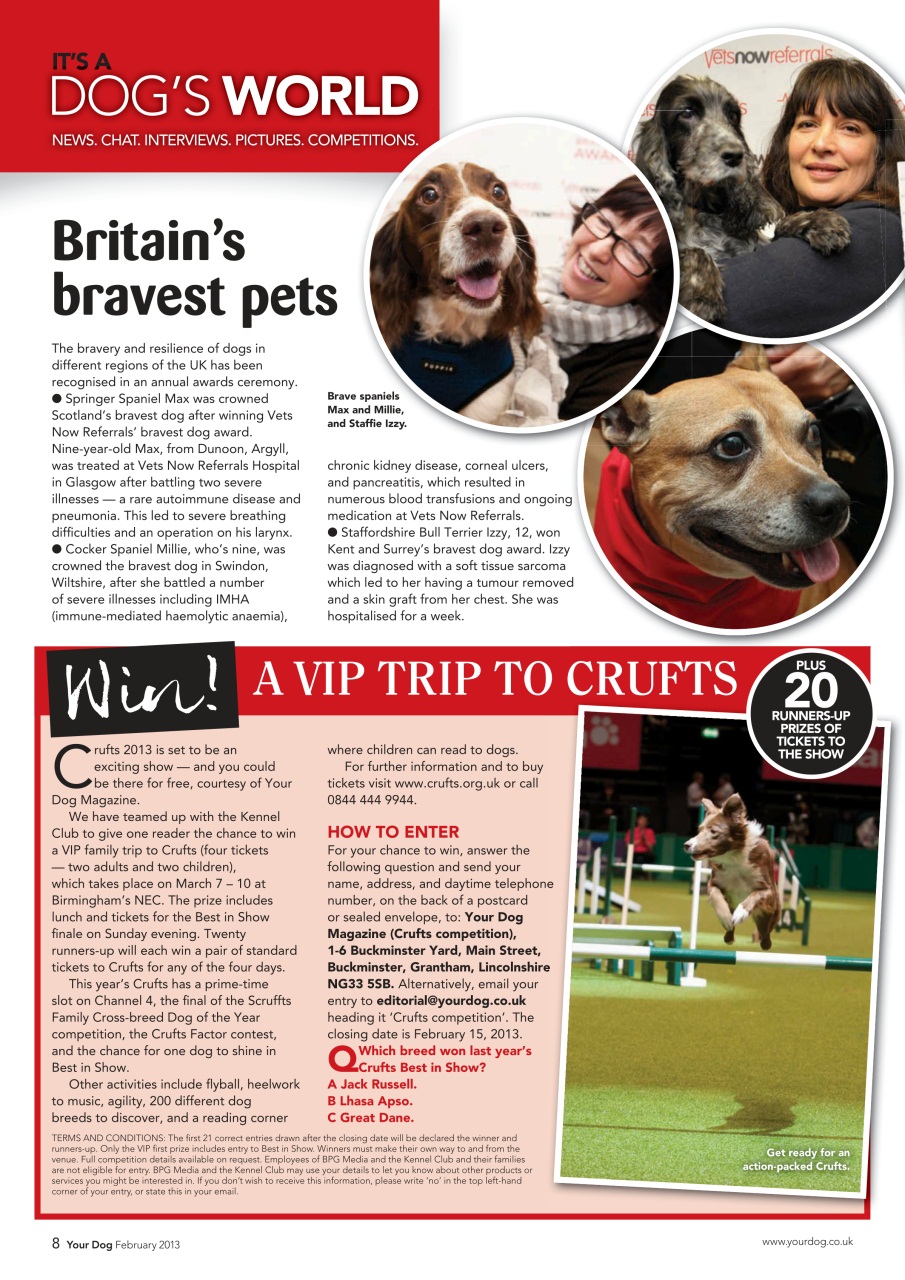 Your Dog Preview Pages