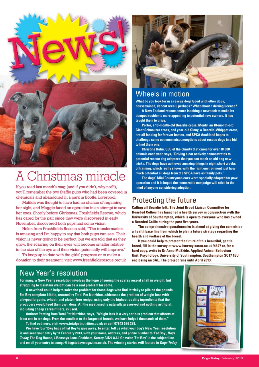 Dogs Today Magazine Preview Pages