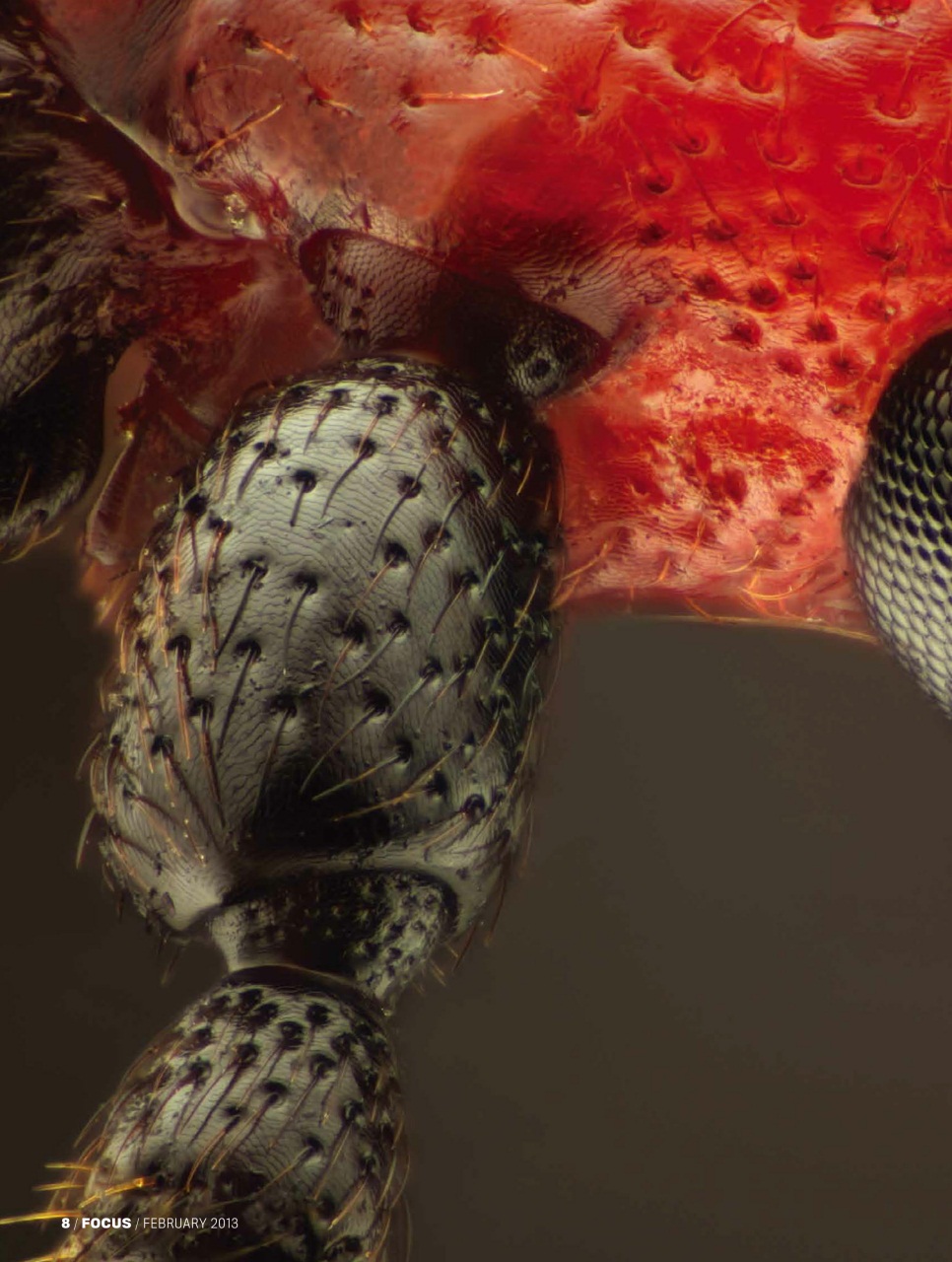 BBC Science Focus Magazine Preview Pages