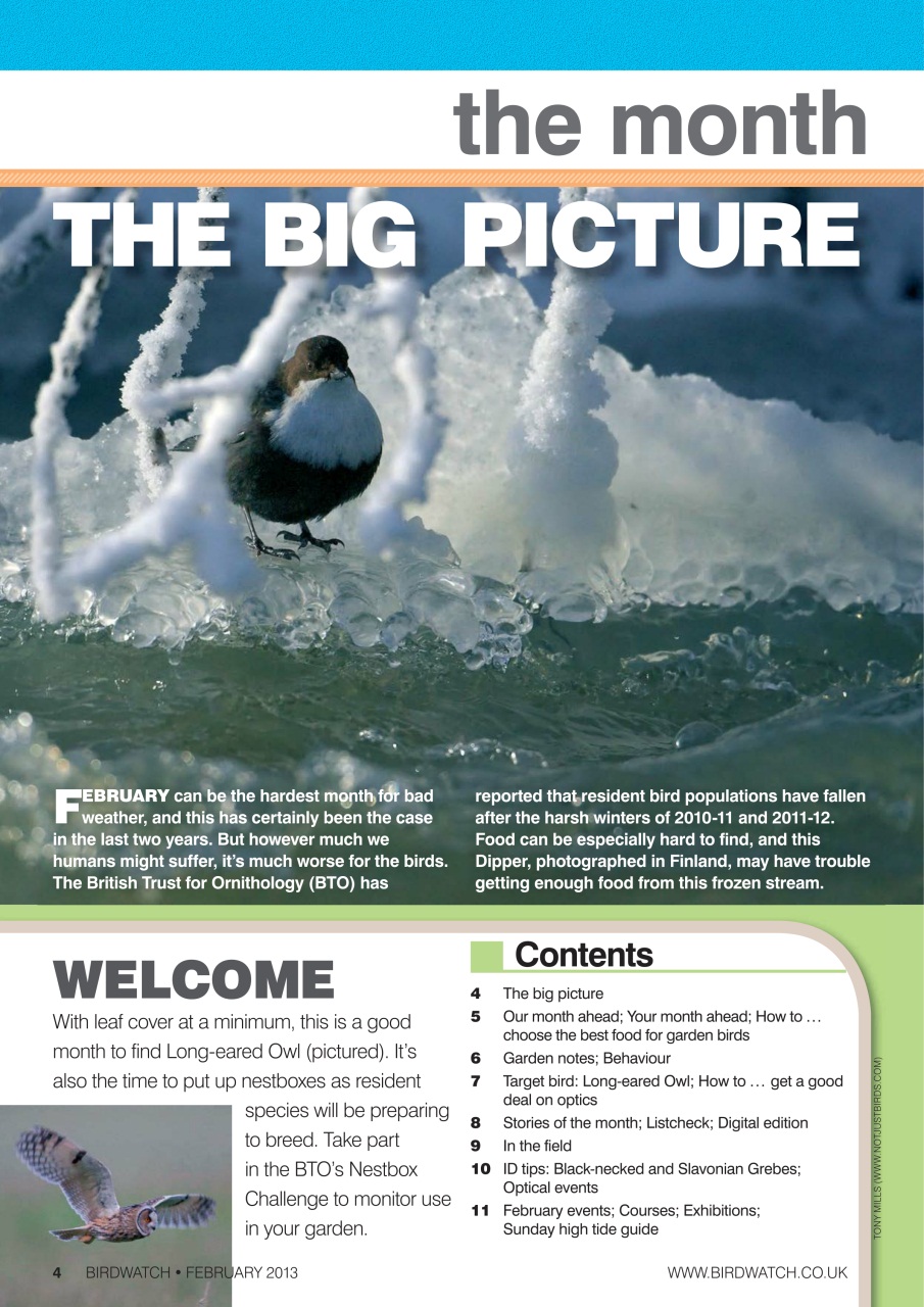 Birdwatch Magazine Preview Pages