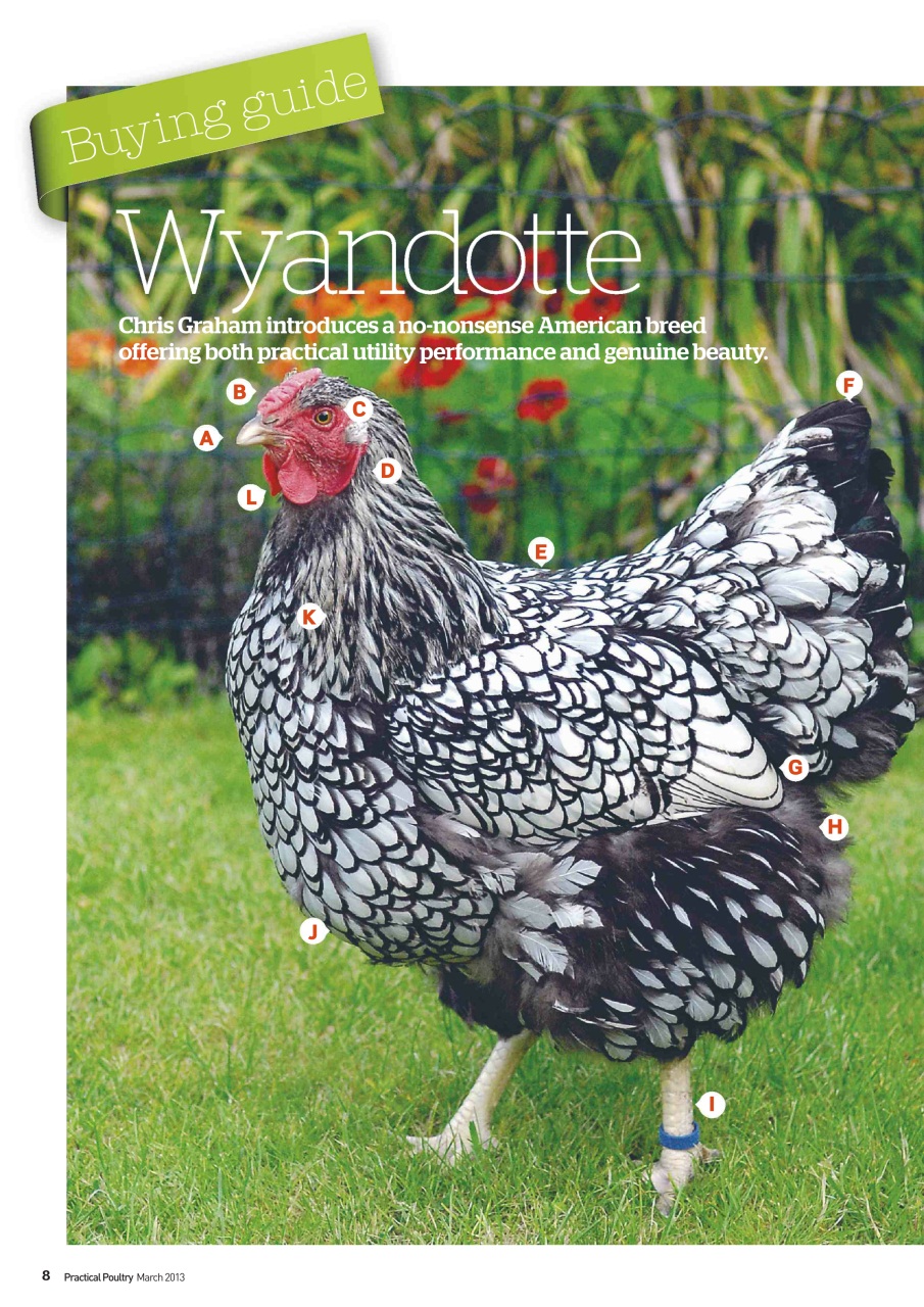 Practical Poultry Preview Pages