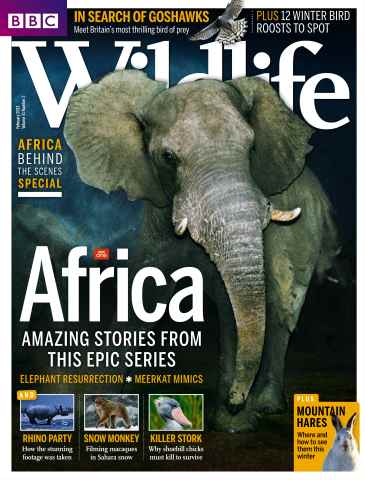BBC Wildlife Magazine issue February 2013