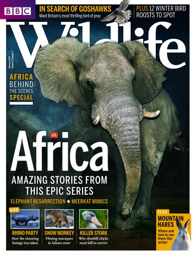 BBC Wildlife Magazine issue 