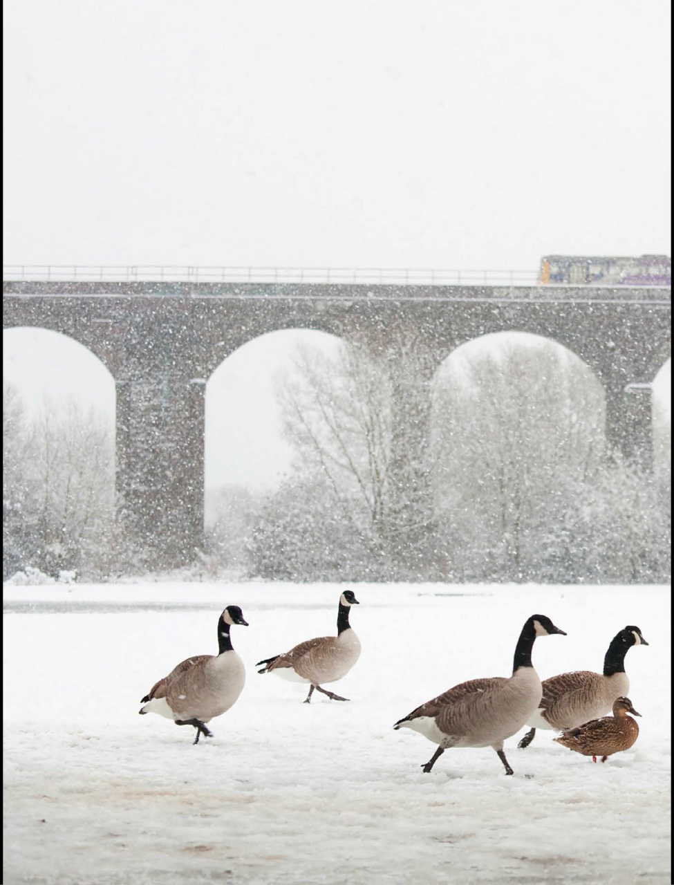 BBC Wildlife Magazine Preview Pages