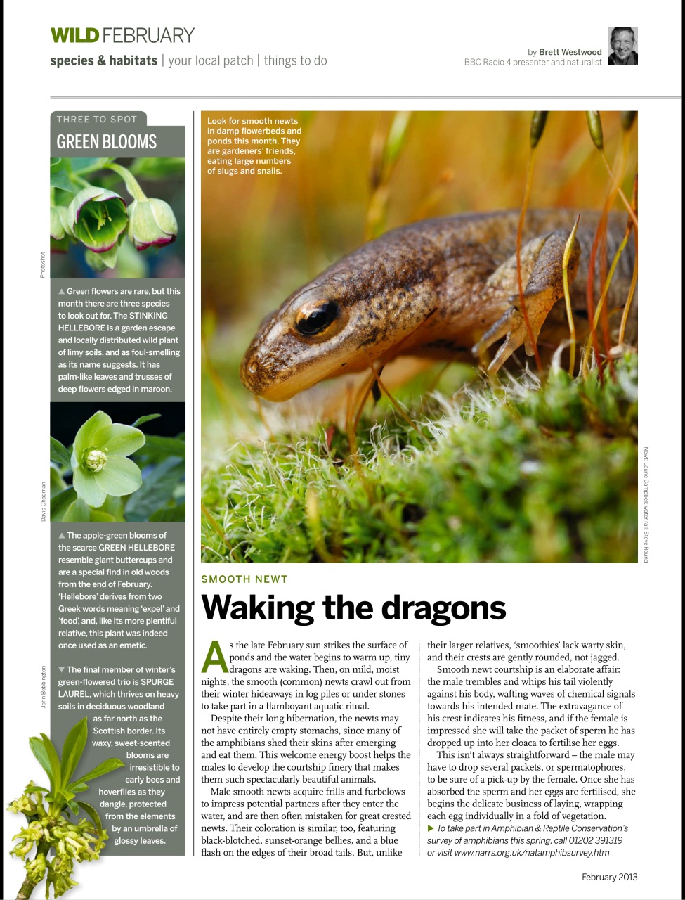 BBC Wildlife Magazine Preview Pages