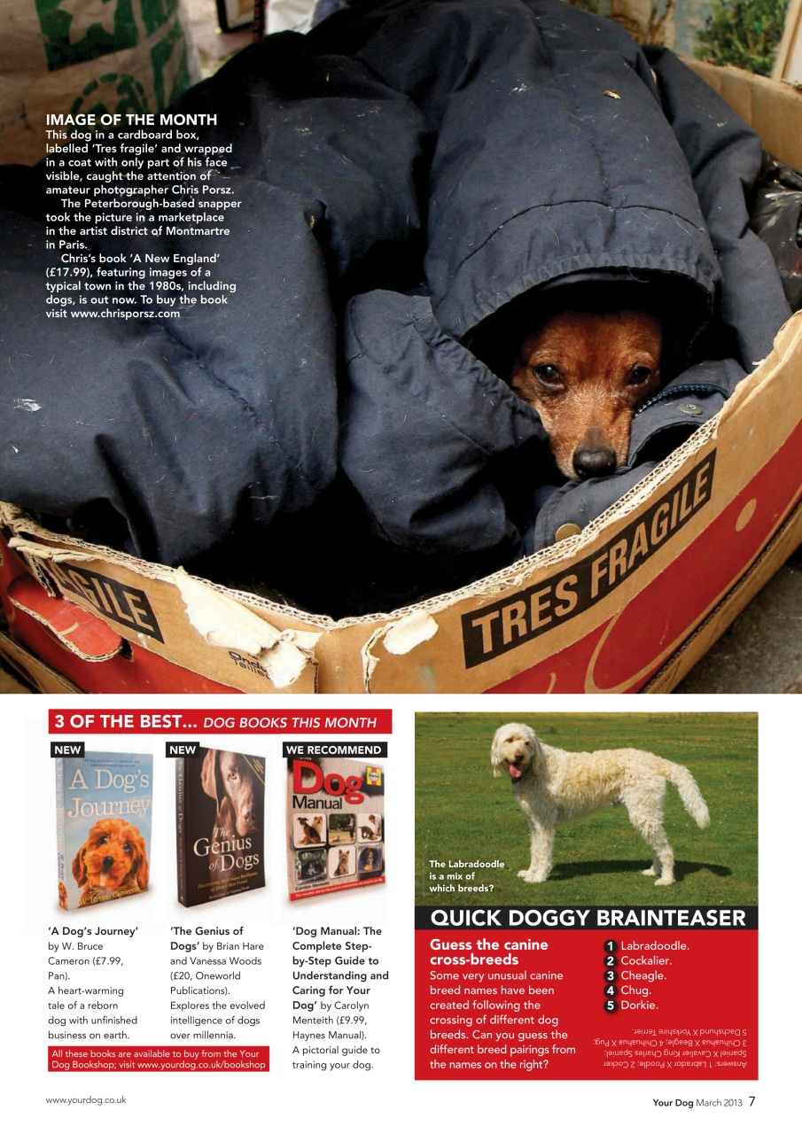 Your Dog Preview Pages