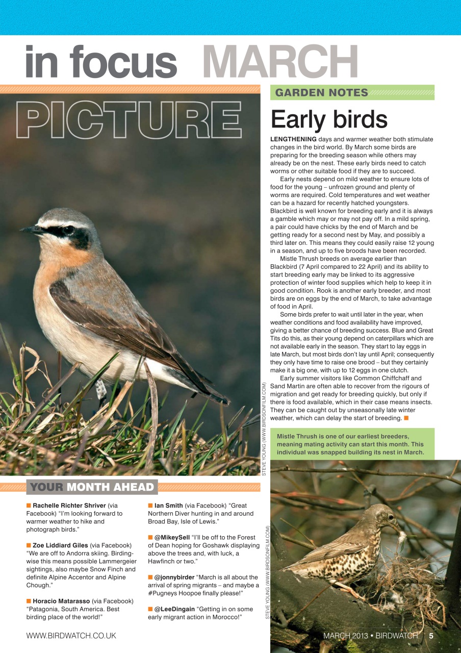 Birdwatch Magazine Preview Pages