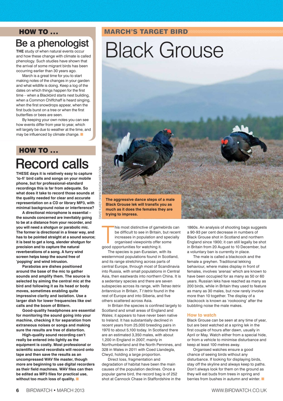 Birdwatch Magazine Preview Pages