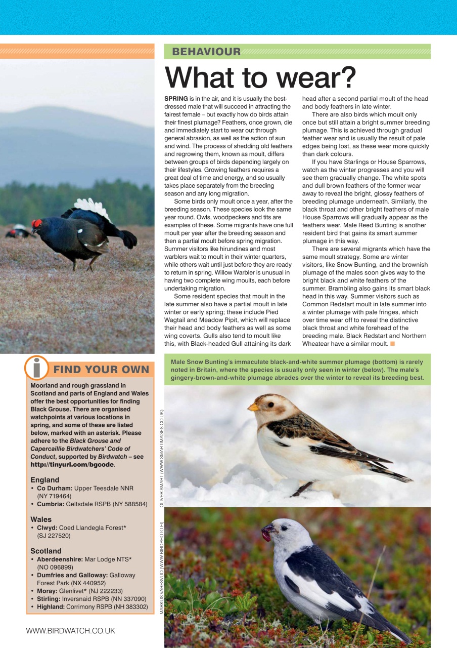 Birdwatch Magazine Preview Pages
