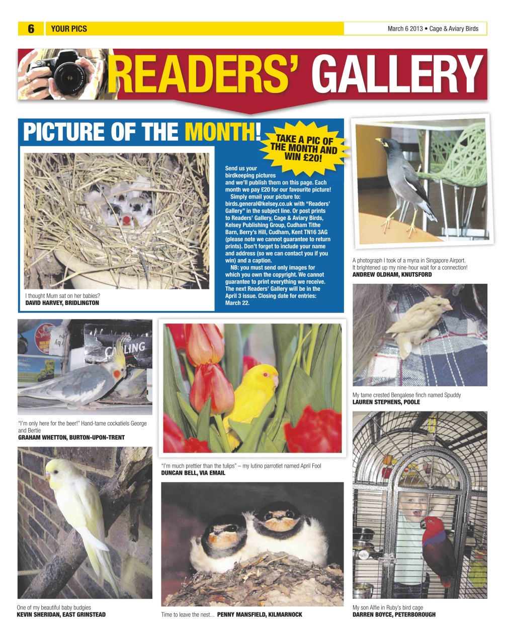 Cage & Aviary Birds Preview Pages