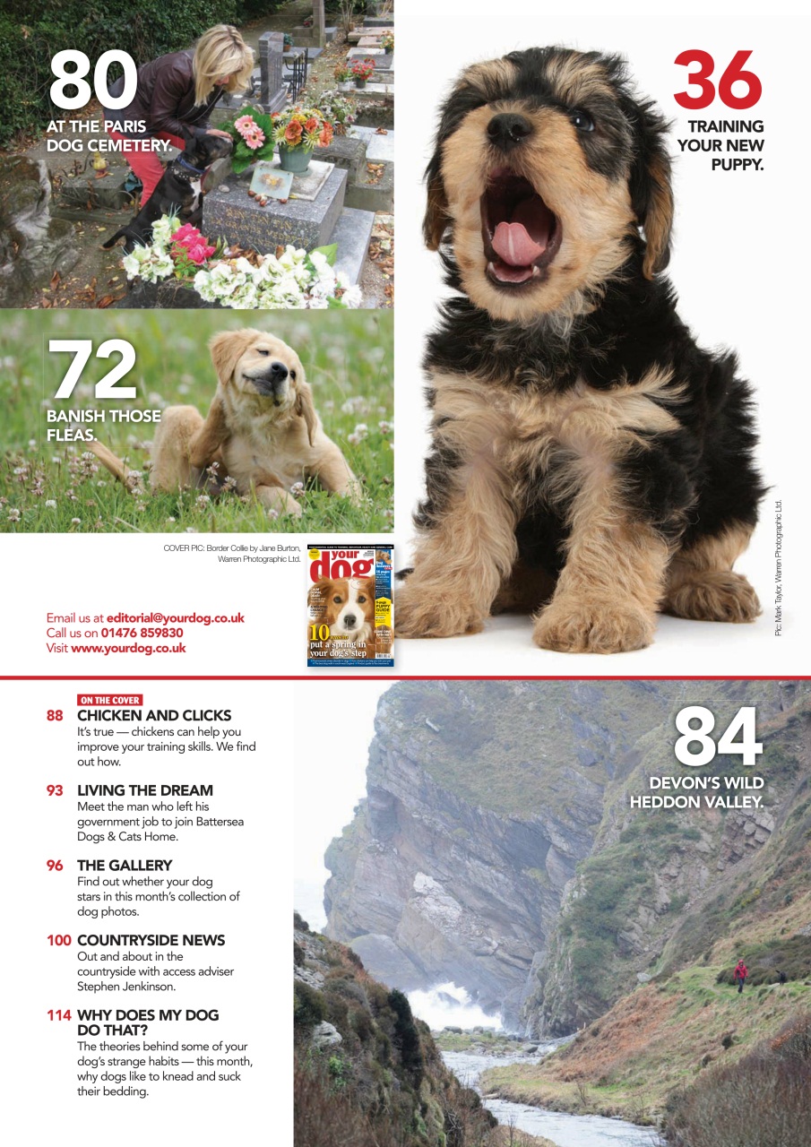 Your Dog Preview Pages