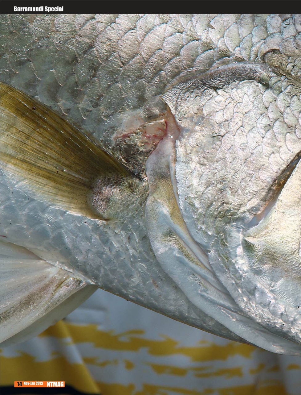 North Australian Fishing and Outdoors Magazine Preview Pages