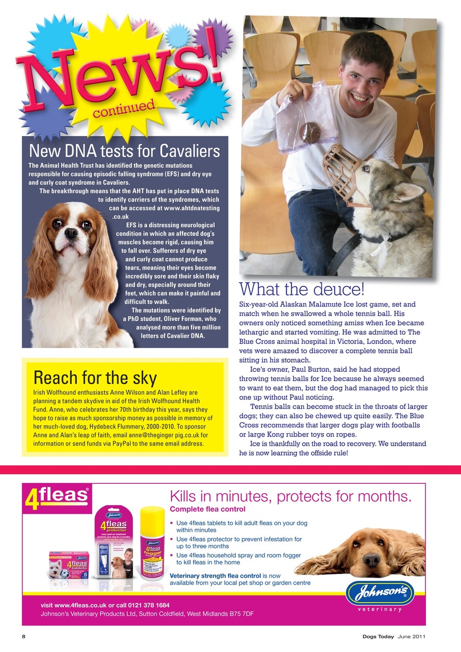 Dogs Today Magazine Preview Pages
